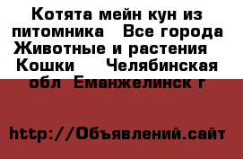 Котята мейн-кун из питомника - Все города Животные и растения » Кошки   . Челябинская обл.,Еманжелинск г.